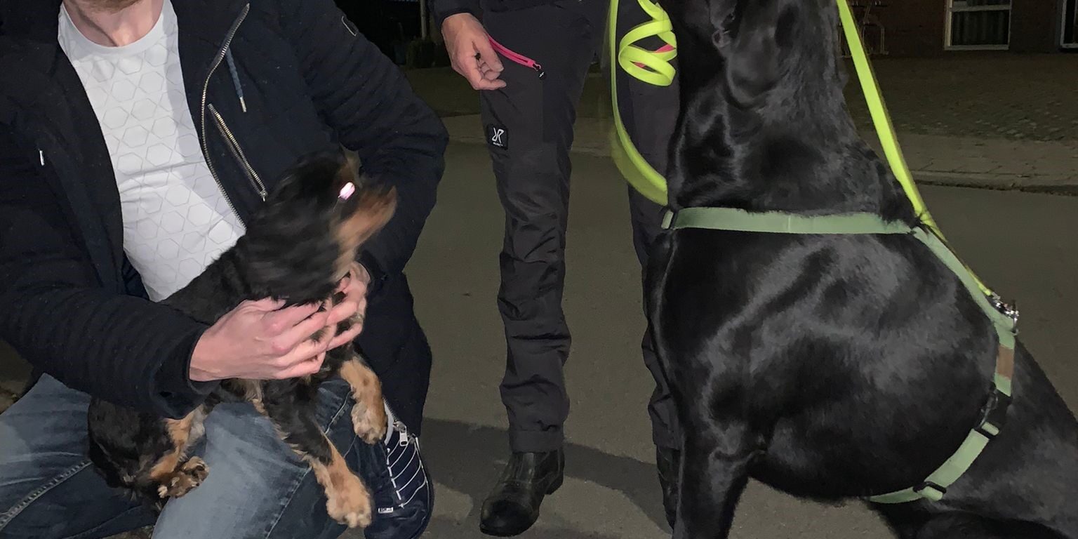 2021-10-24-Dogsearch-Ziva-1