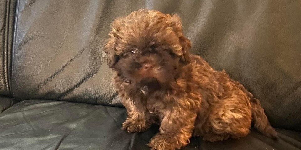 2021-12-10-Dogsearch-Ramtjo-1